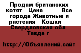 Продам британских котят › Цена ­ 500 - Все города Животные и растения » Кошки   . Свердловская обл.,Тавда г.